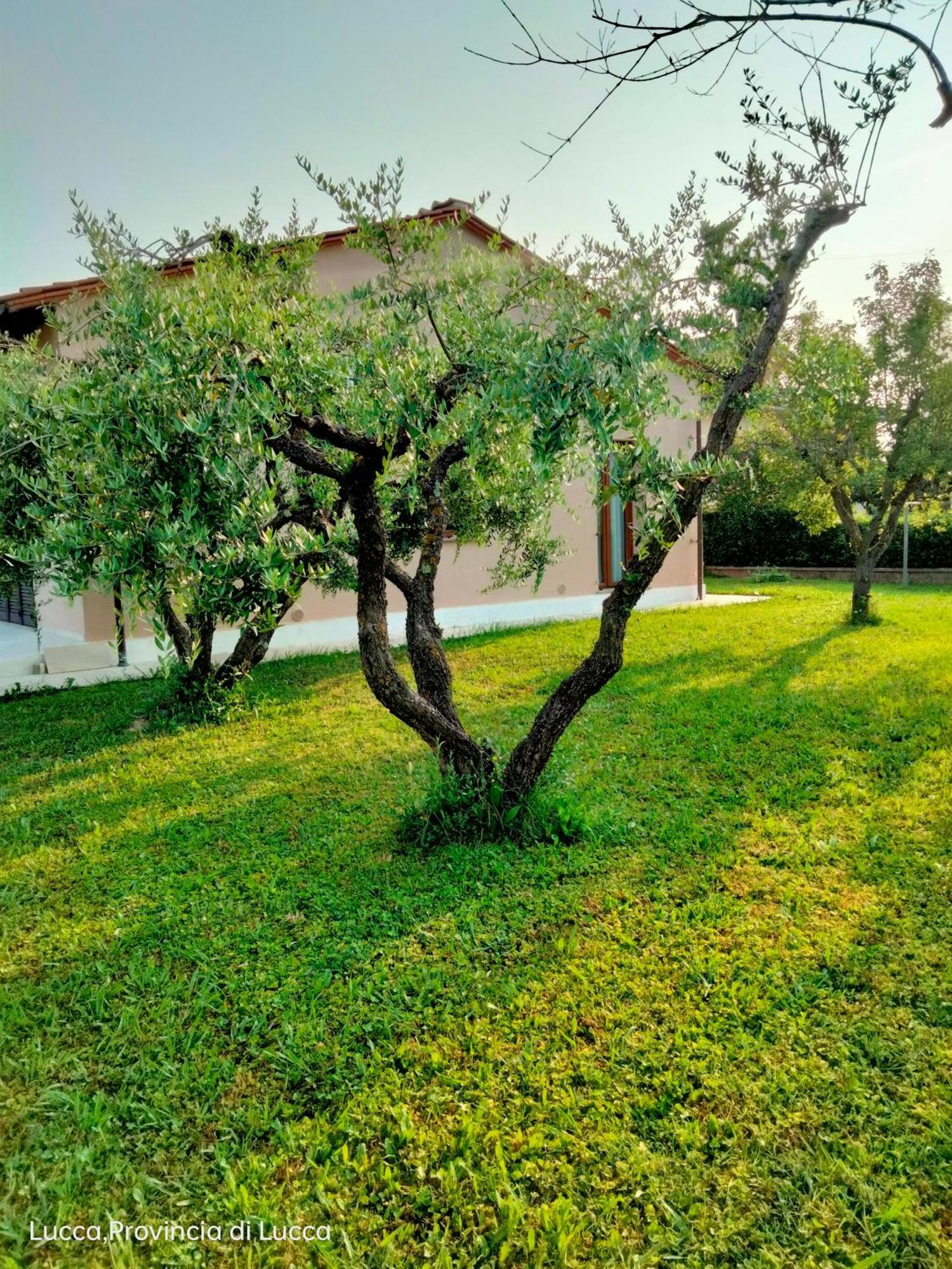 Appartement Il Melograno à Lucques Extérieur photo